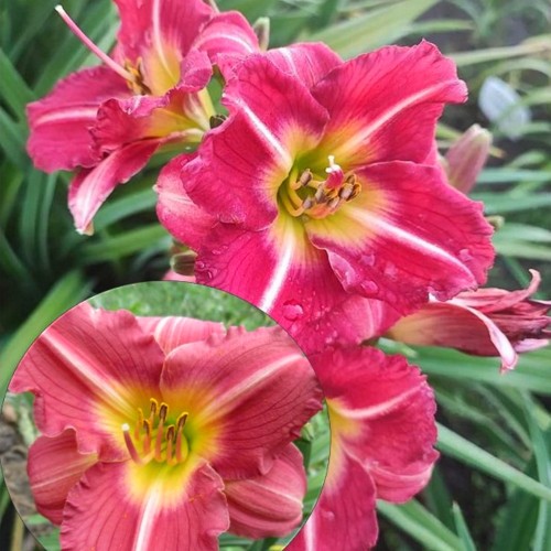 Hemerocallis 'Matrousjka' - Päevaliilia 'Matrousjka' P9/0,55L
